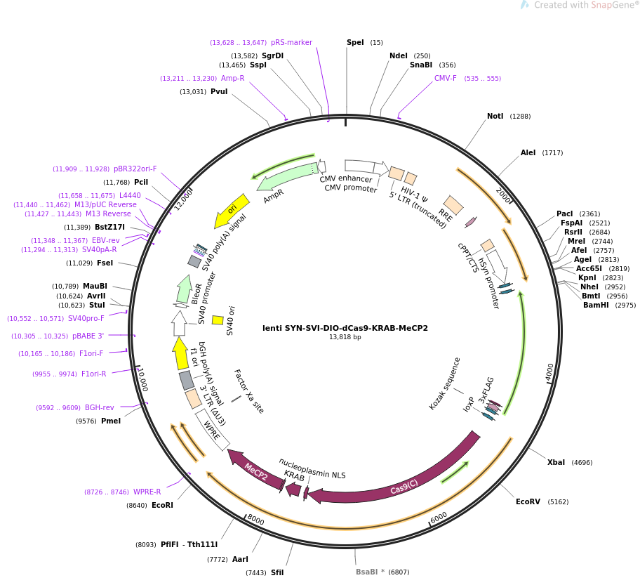 lenti SYN-SVI-DIO-dCas9-KRAB-MeCP2质粒图谱